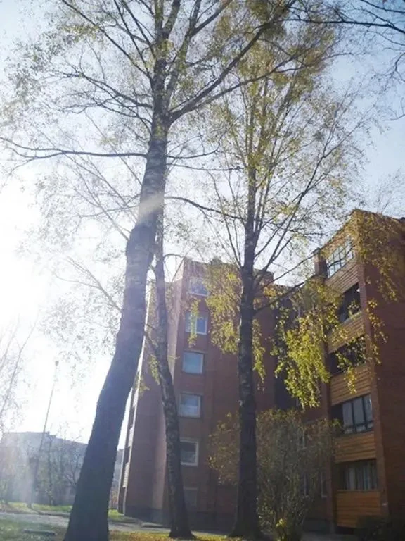 фото Шаулыс 1