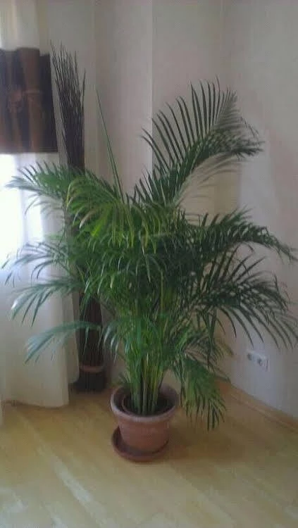 фото Hotel Refrather Hof