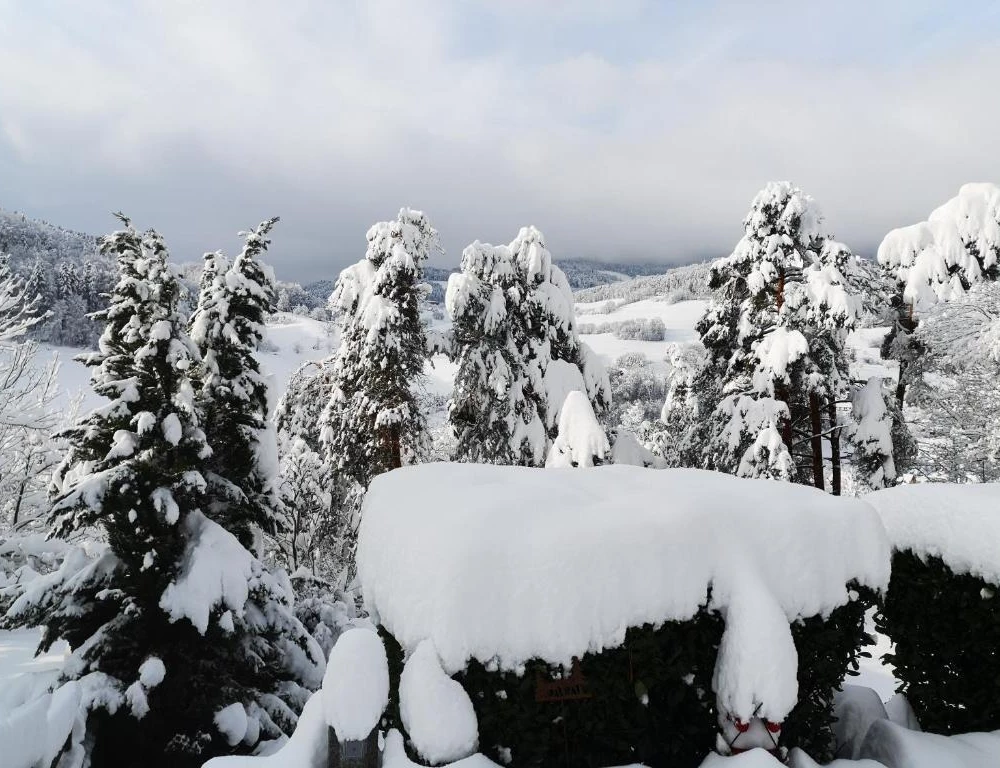 фото Chene Rouge