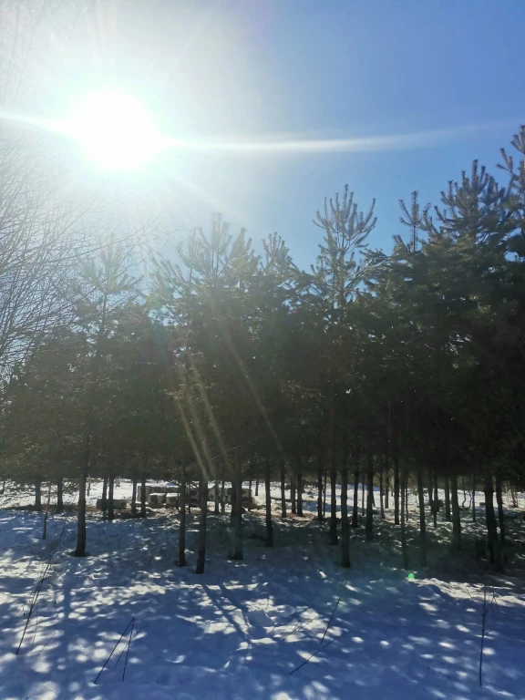 фото Дом О, Дни в Лесу