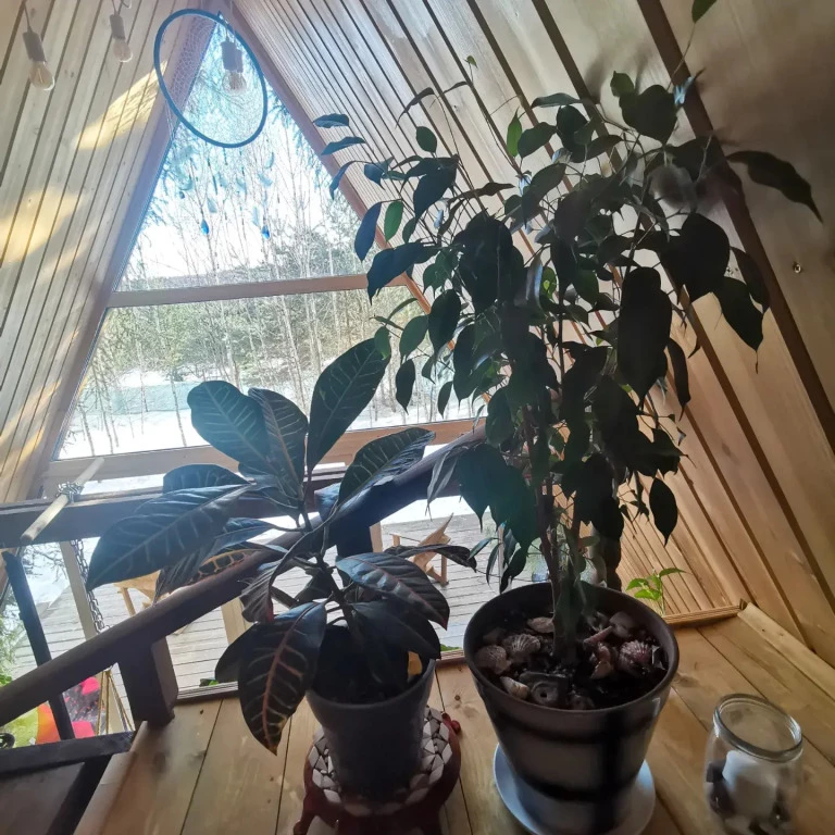 фото Дом О, Дни в Лесу