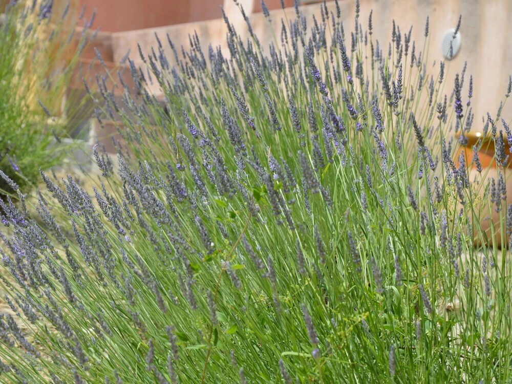 фото Splendid Villa. Private Swimmingpool. Nice Surrounding