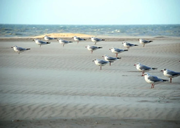 Chalets Eureka & Bloemenduin Koksijde