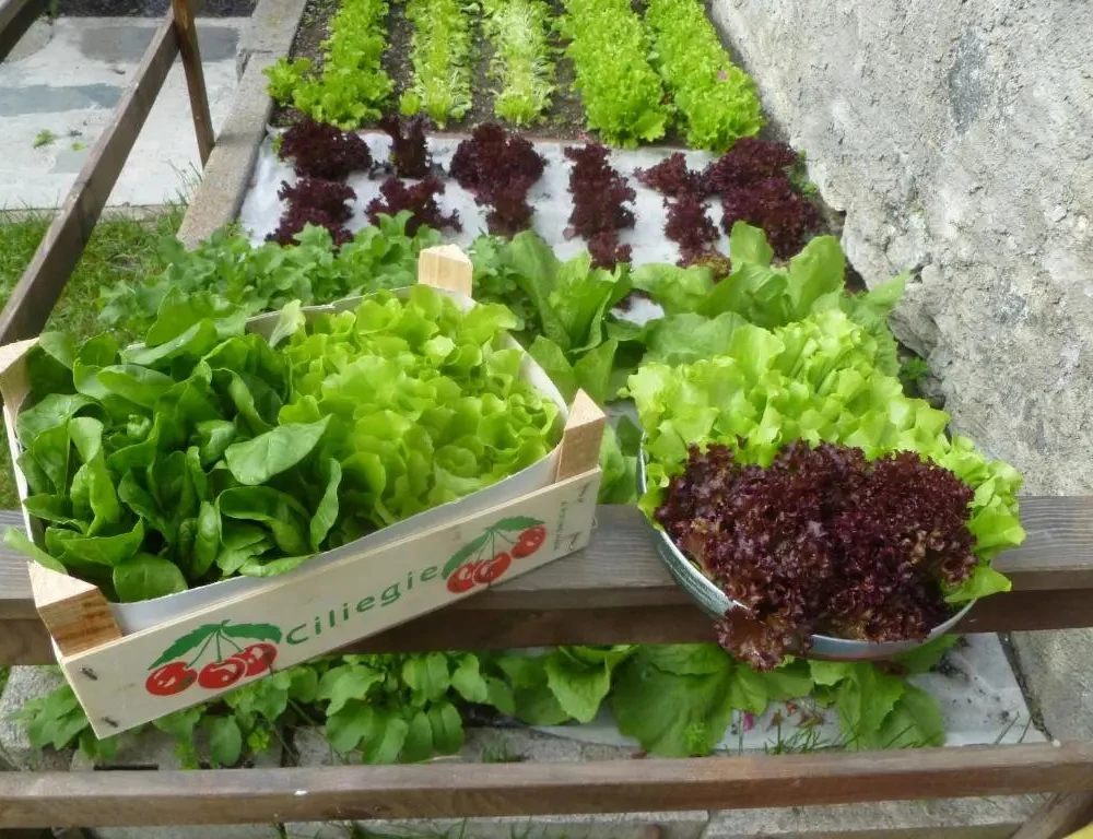 фото Appartamenti Via Monte Braulio 19